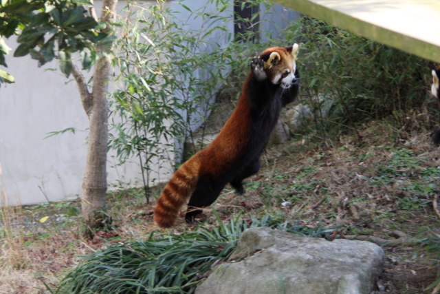 2011冬休みレッサー遠征大牟田市動物園編5_f0221023_162295.jpg