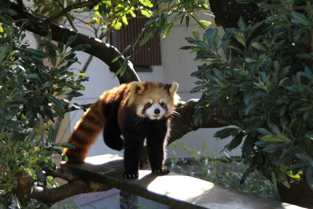 2011冬休みレッサー遠征大牟田市動物園編5_f0221023_16252.jpg