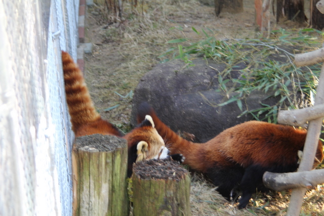 2011冬休みレッサー遠征大牟田市動物園編5_f0221023_162564.jpg