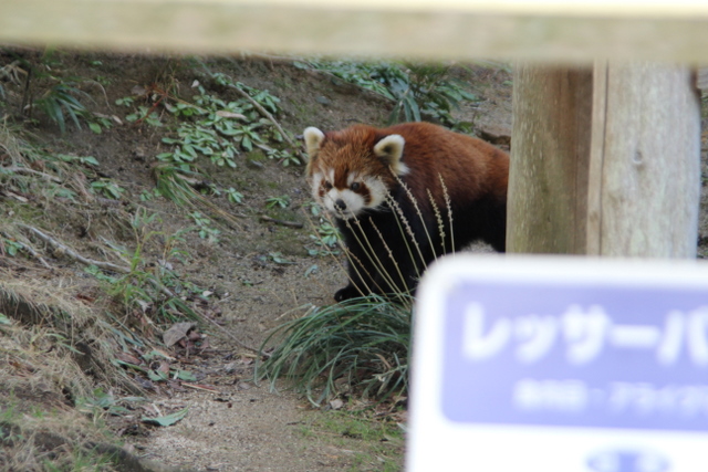2011冬休みレッサー遠征大牟田市動物園編5_f0221023_162576.jpg