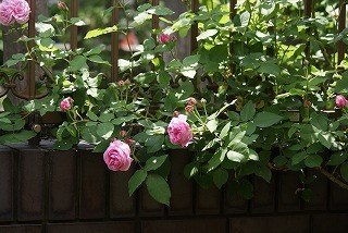 f0170524_13351931.jpg
