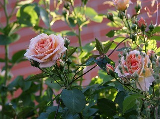 f0170524_1339138.jpg