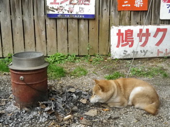 ⑫－２５’　かまど番犬任命！_c0183137_22275725.jpg