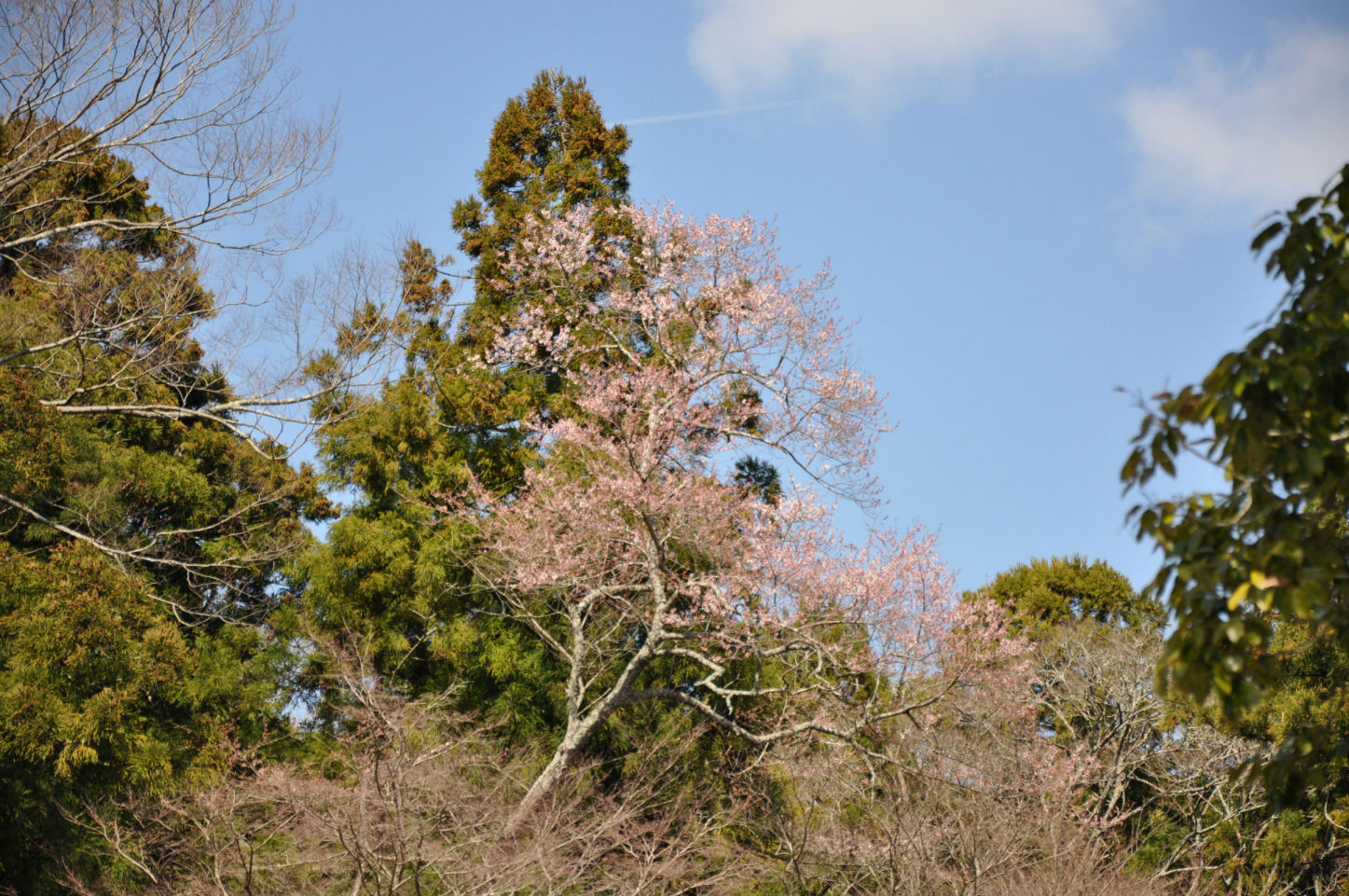 春に三日の晴れ間なし_a0193443_20144295.jpg