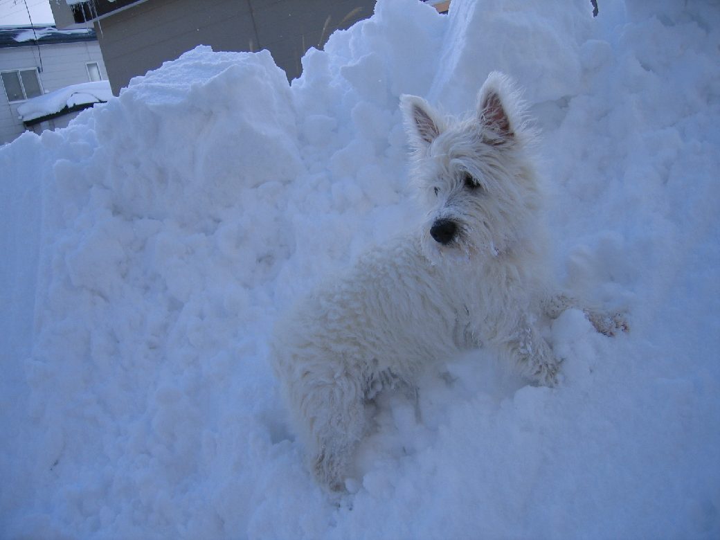 日本全国ツンドラ気候 うる 星 やつ