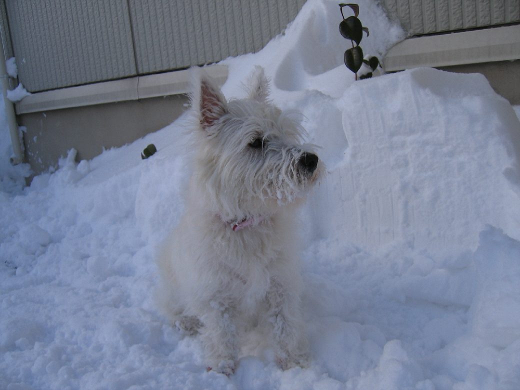 日本全国ツンドラ気候 うる 星 やつ