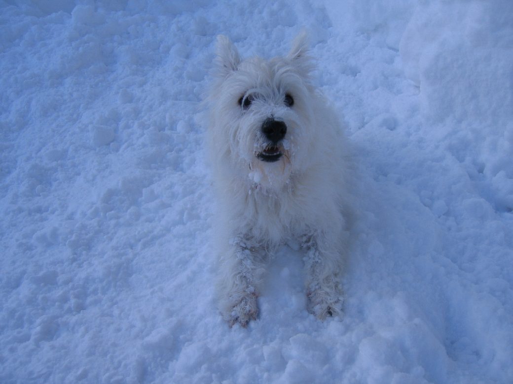 日本全国ツンドラ気候 うる 星 やつ