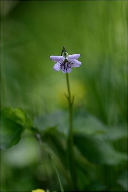 ＜今シーズンの初見の花　57・58＞_e0091347_1851369.jpg