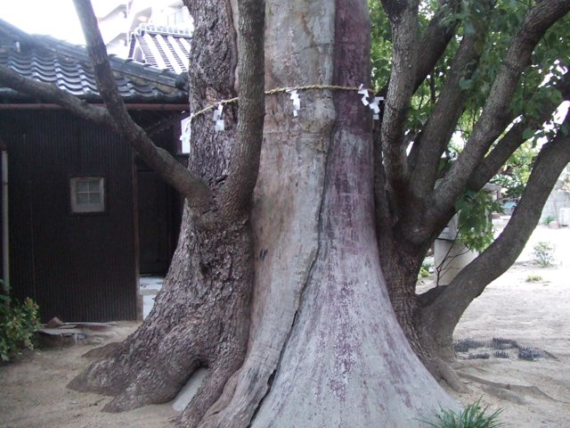 Gokuraku Temple and the town of Oriono, on and off Kumano Road_e0046748_1745167.jpg