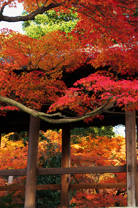晩秋・東福寺の落葉風景(東福寺通天橋 後編)_f0155048_2056145.jpg
