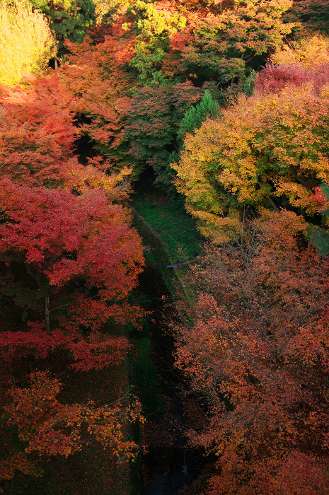 晩秋・東福寺の落葉風景(東福寺通天橋 後編)_f0155048_20563424.jpg