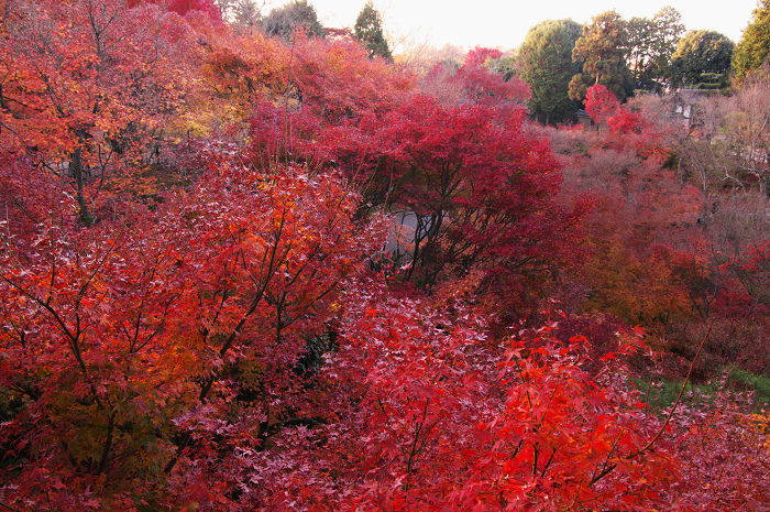 晩秋・東福寺の落葉風景(東福寺通天橋 後編)_f0155048_20565350.jpg