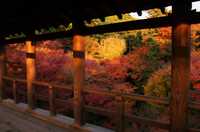 晩秋・東福寺の落葉風景(東福寺通天橋 後編)_f0155048_20571629.jpg