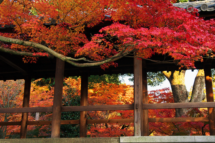 晩秋・東福寺の落葉風景（東福寺通天橋　後編）_f0155048_2057284.jpg