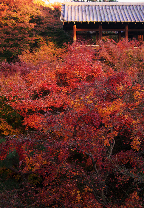 晩秋・東福寺の落葉風景(東福寺通天橋 後編)_f0155048_20573949.jpg