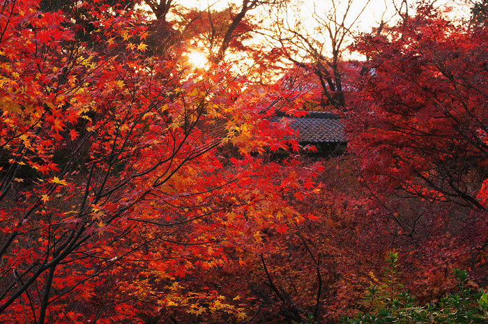 晩秋・東福寺の落葉風景(東福寺通天橋 後編)_f0155048_2058074.jpg