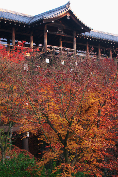 晩秋・東福寺の落葉風景(東福寺通天橋 後編)_f0155048_20581347.jpg