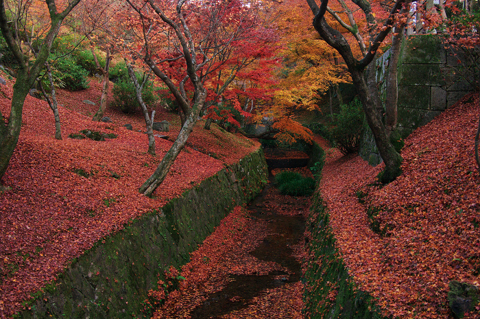 晩秋・東福寺の落葉風景（東福寺通天橋　後編）_f0155048_20595518.jpg