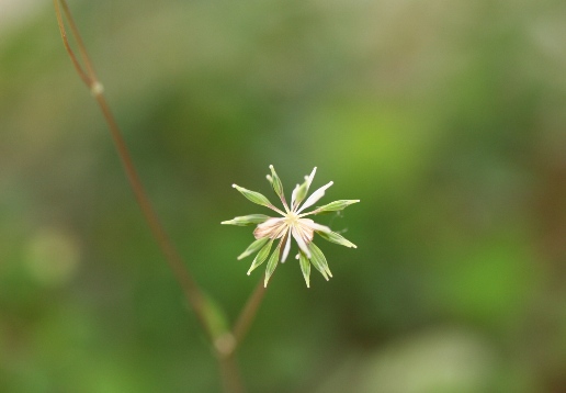 冷たい雨・・・・・・・・・・・・☂。。。_c0186463_173817.jpg