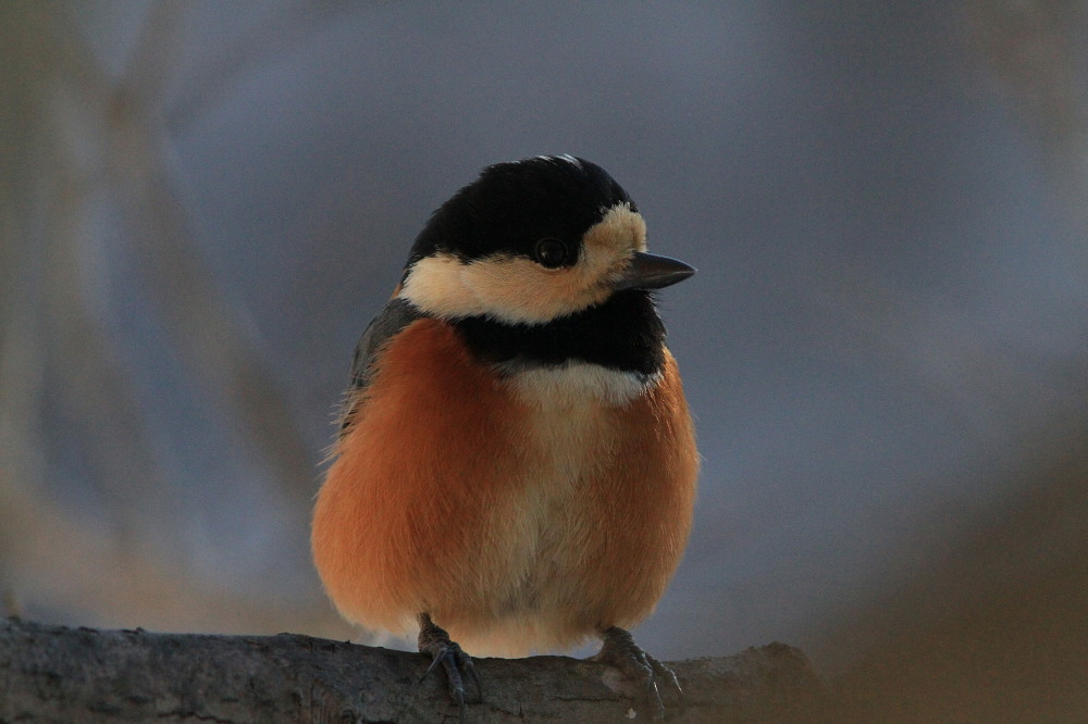 軽井沢のキツネ　　2011.1.8長野県_a0146869_5125621.jpg