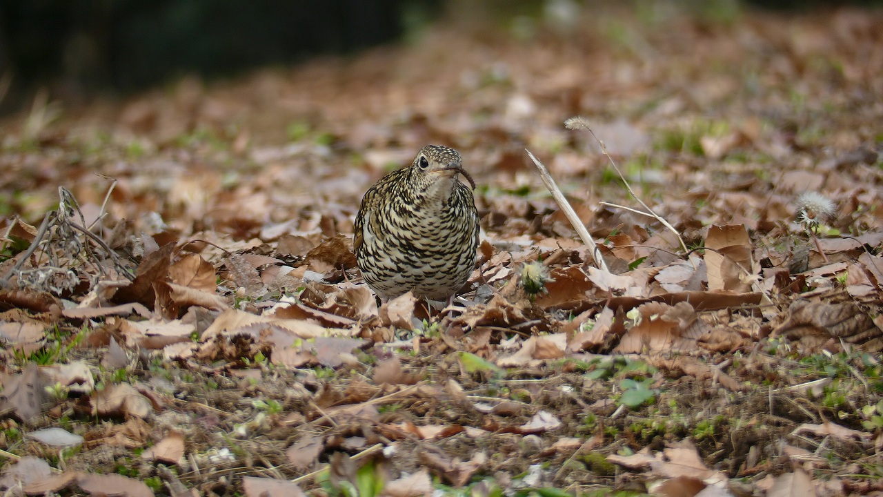 ぬえの鳴く夜は恐ろしい_a0185081_16423180.jpg