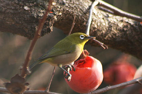 アオゲラ、野鳥たち。梅の花_f0030085_2141696.jpg