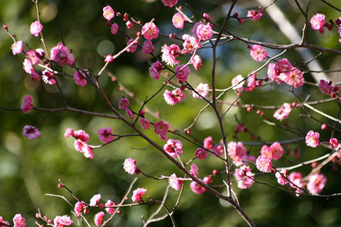 アオゲラ、野鳥たち。梅の花_f0030085_2163590.jpg