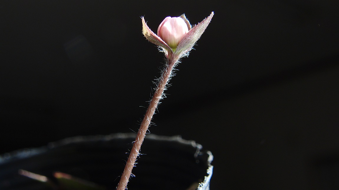 a0152692_2015818.jpg