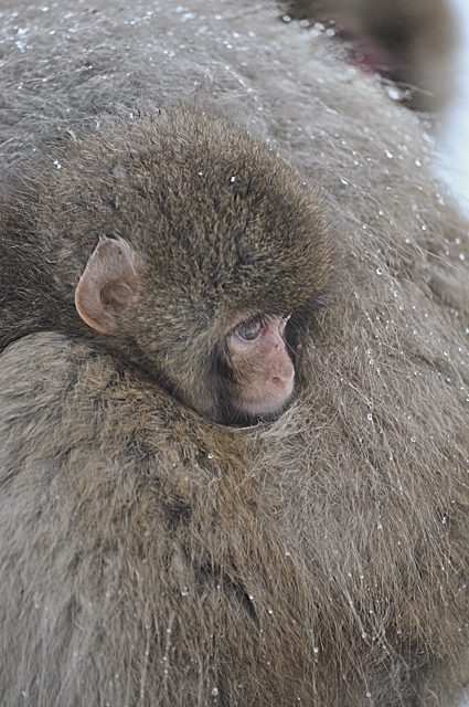 Snow Monkey 2011 Part8_f0178900_21173644.jpg