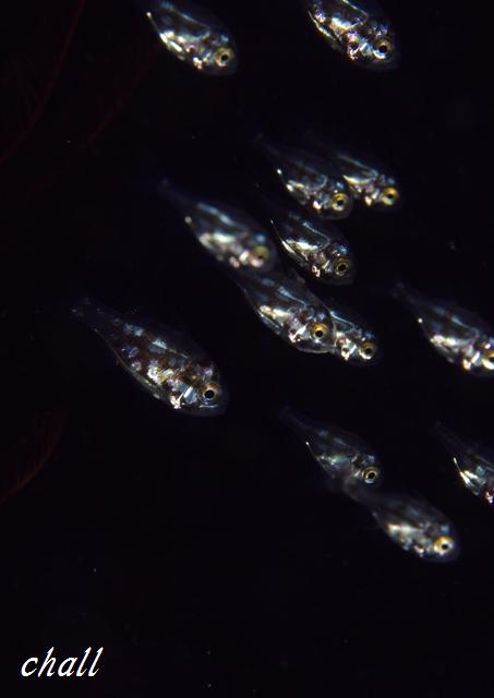 b0179101_11472186.jpg