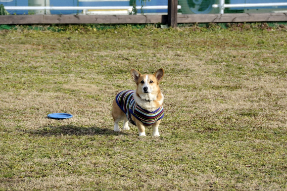 d0179113_00535.jpg