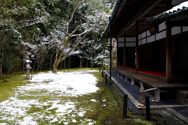 高桐院淡雪_e0048413_942478.jpg