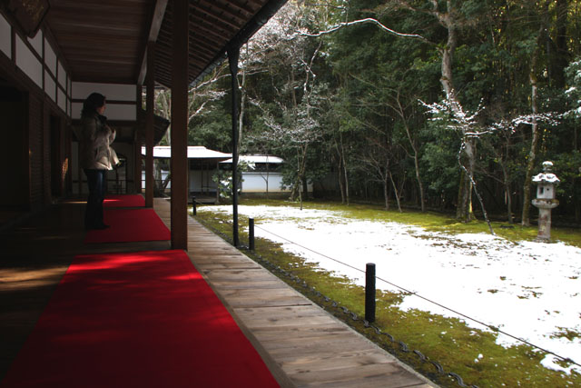 高桐院淡雪_e0048413_9432297.jpg