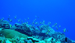 マングローブの根元で...?_a0043520_22452929.jpg