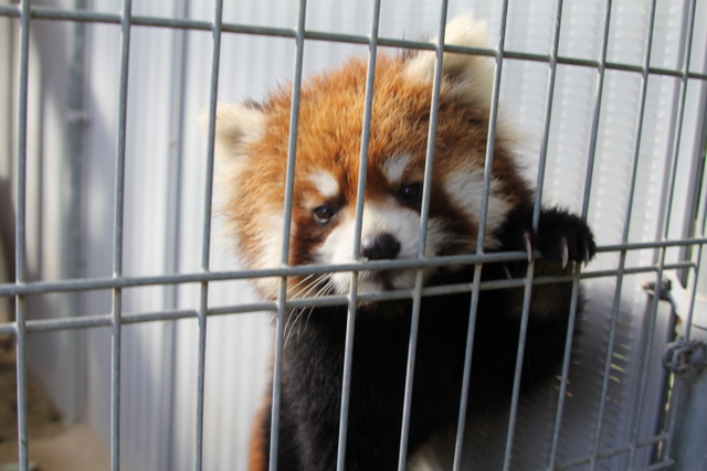 2011冬休みレッサー遠征周南市徳山動物園編2_f0221023_384092.jpg