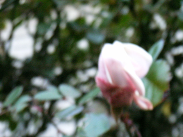 e0177824_22152751.jpg