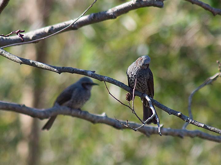 Ｅ-Ｐ2の鳥撮影_b0191934_23242755.jpg