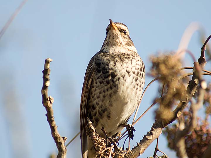 Ｅ-Ｐ2の鳥撮影_b0191934_23243846.jpg