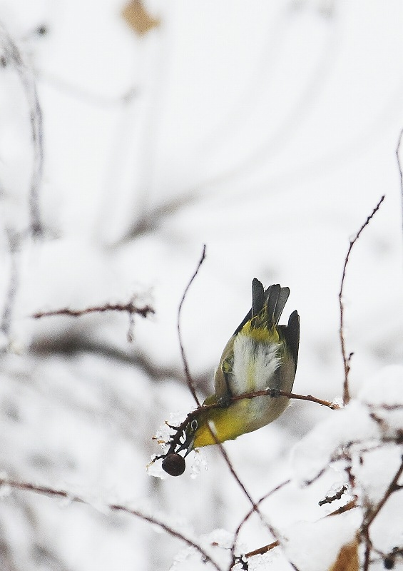 雪の鳥さん達！_a0057752_1849696.jpg