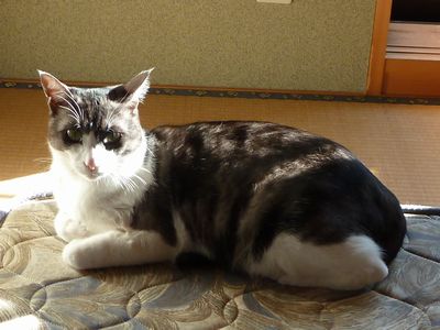冬場にいつも来る訪問者_e0140354_1641055.jpg
