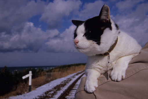 ちわりくんの下北半島旅行アルバム・2011.01_c0181457_5105714.jpg