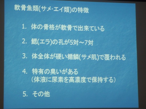 サメの秘密?!_c0180460_043488.jpg