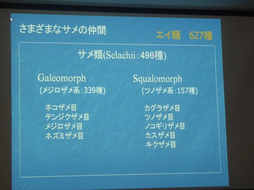 サメの秘密?!_c0180460_0443132.jpg
