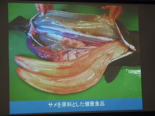 サメの秘密?!_c0180460_045699.jpg