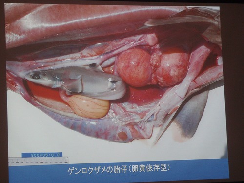 サメの秘密?!_c0180460_046249.jpg