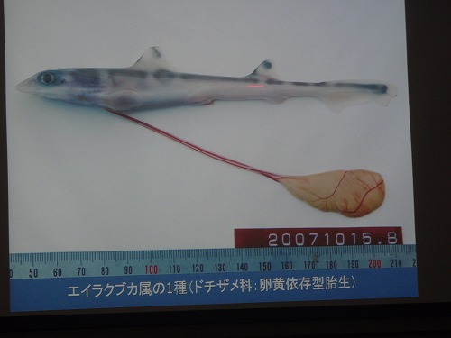 サメの秘密?!_c0180460_0464672.jpg