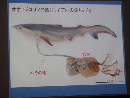 サメの秘密?!_c0180460_0471059.jpg