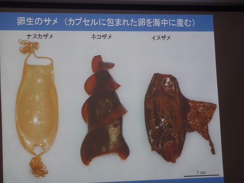 サメの秘密?!_c0180460_0473661.jpg