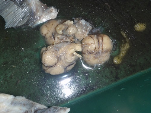 サメの秘密?!_c0180460_0522196.jpg