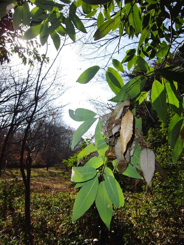 冬を過ごす昆虫たち　　2010.1.9埼玉県_a0146869_6562734.jpg